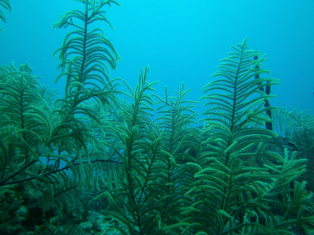 Ridge to Reefs