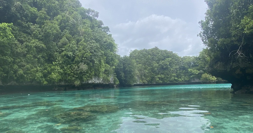 New Bioreactor Garden data from Palau! - Ridge to Reefs