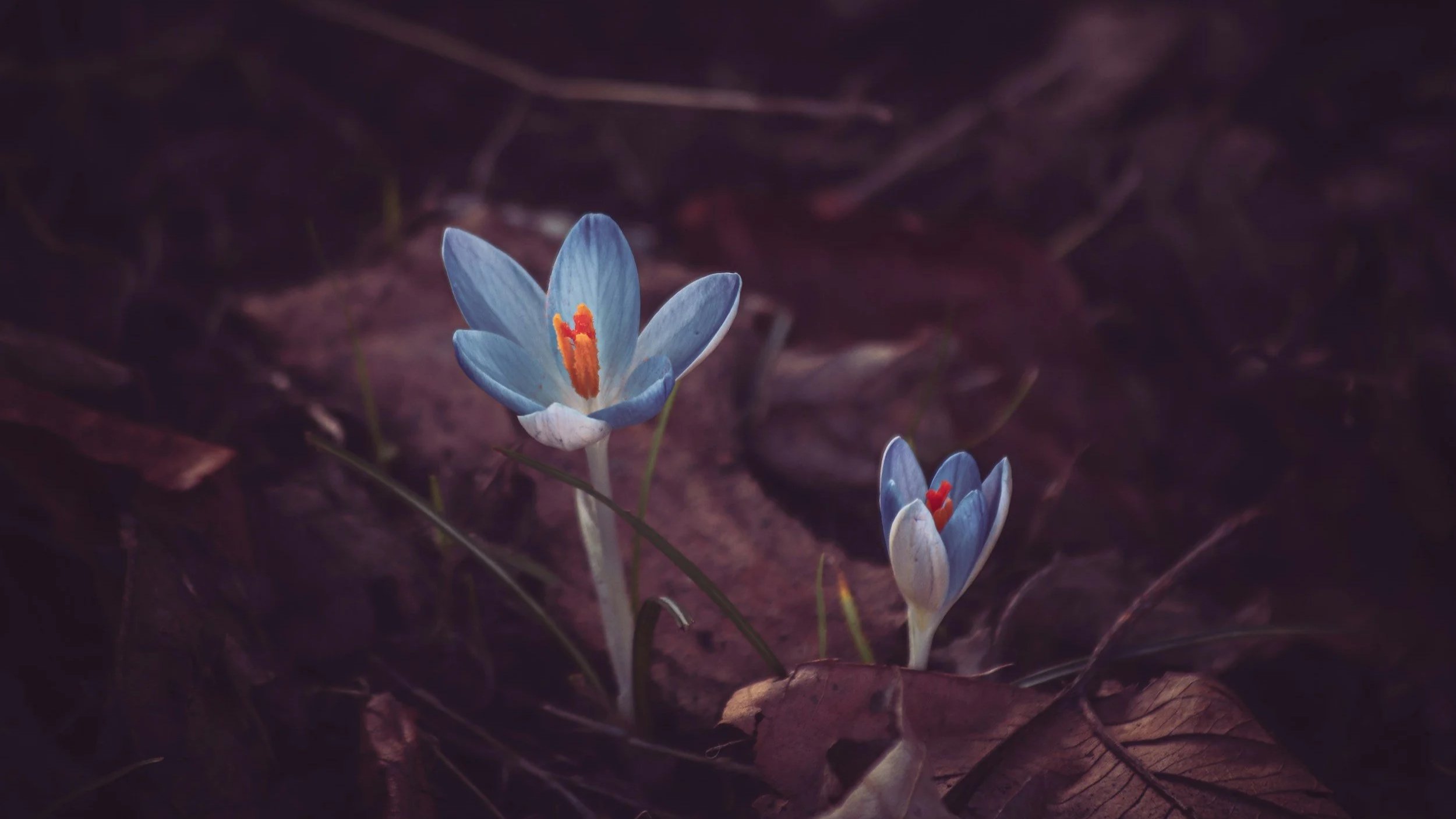 Gift of Peace: Joint statement from Anglican, Lutheran, Methodist and Reformed church leaders&nbsp;