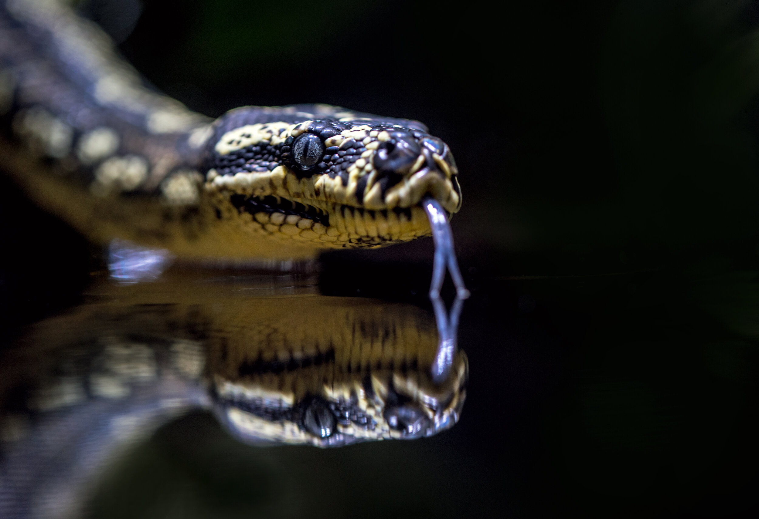 May 3, 2020 "Are You Snake Bit?"