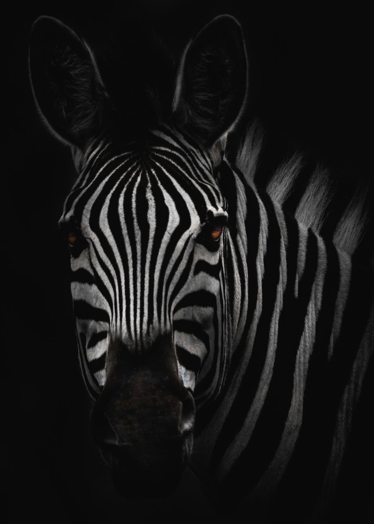 kingly-villa-zebra.jpg