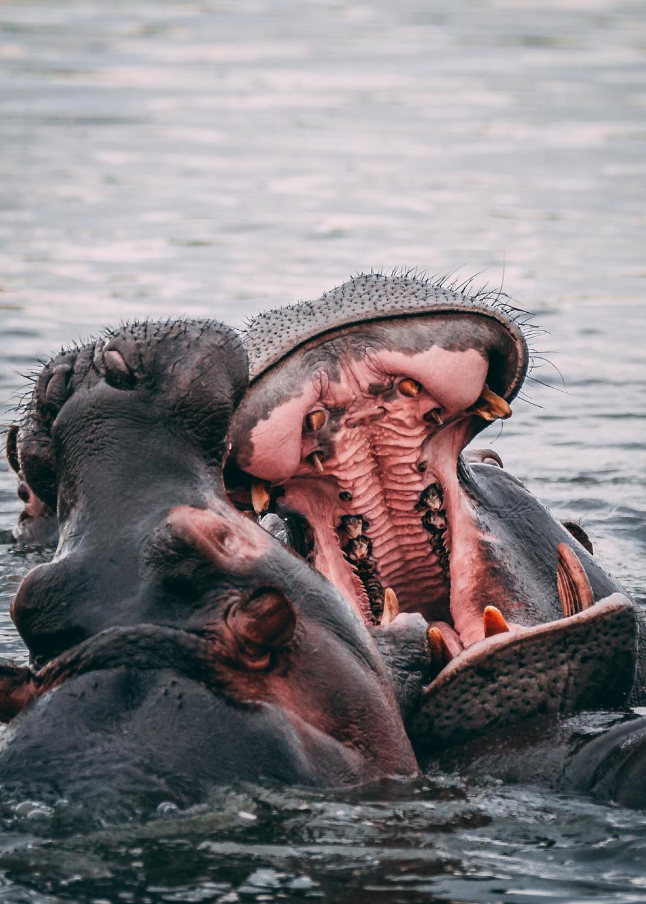 kingly_hippo.png