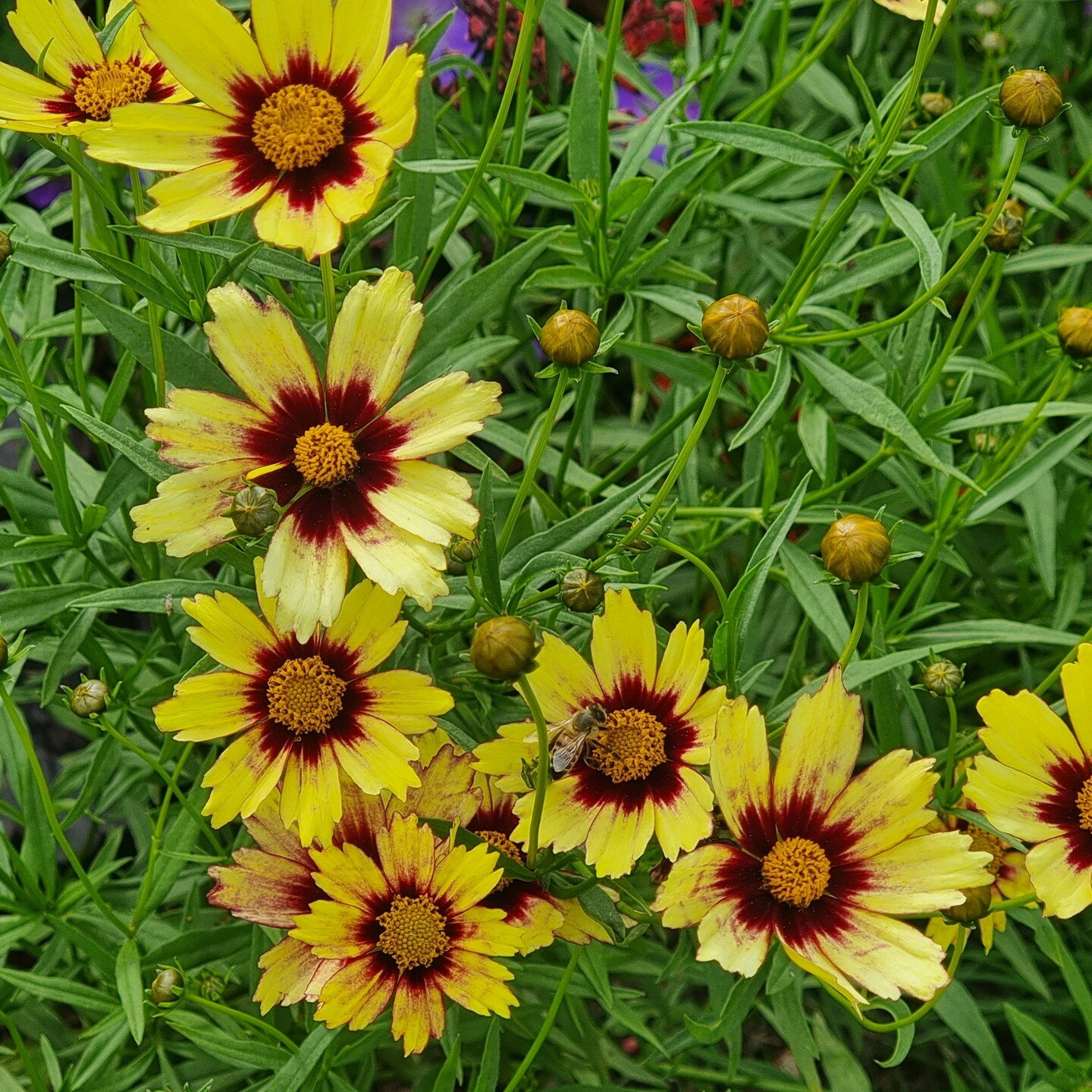 This little beauty is *Coreopsis 'Red Shift' (Big Bang Series)*, aka &lsquo;Tickseed&rsquo;, currently putting on an impressive display in many of my clients' gardens as well as in my own.

It's a really hard-worker, flowering from June right through