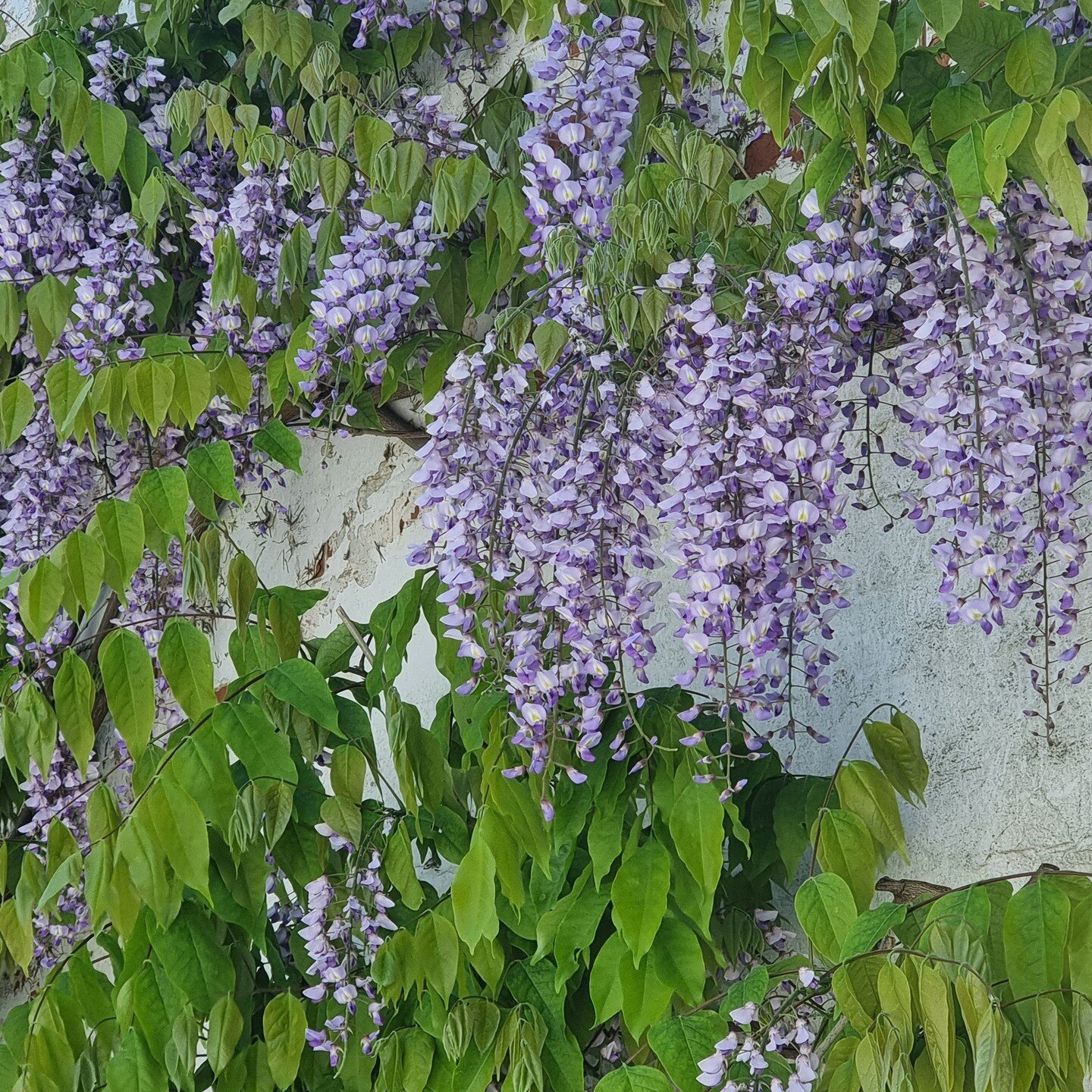 Wisteria renovation! A few years ago this wisteria was in a pretty grim state. A massive, undefined blob, encroaching on the garden, few blooms and nothing but a mass of vegetation competing with ivy spread all over the wall.

We stripped the ivy bac