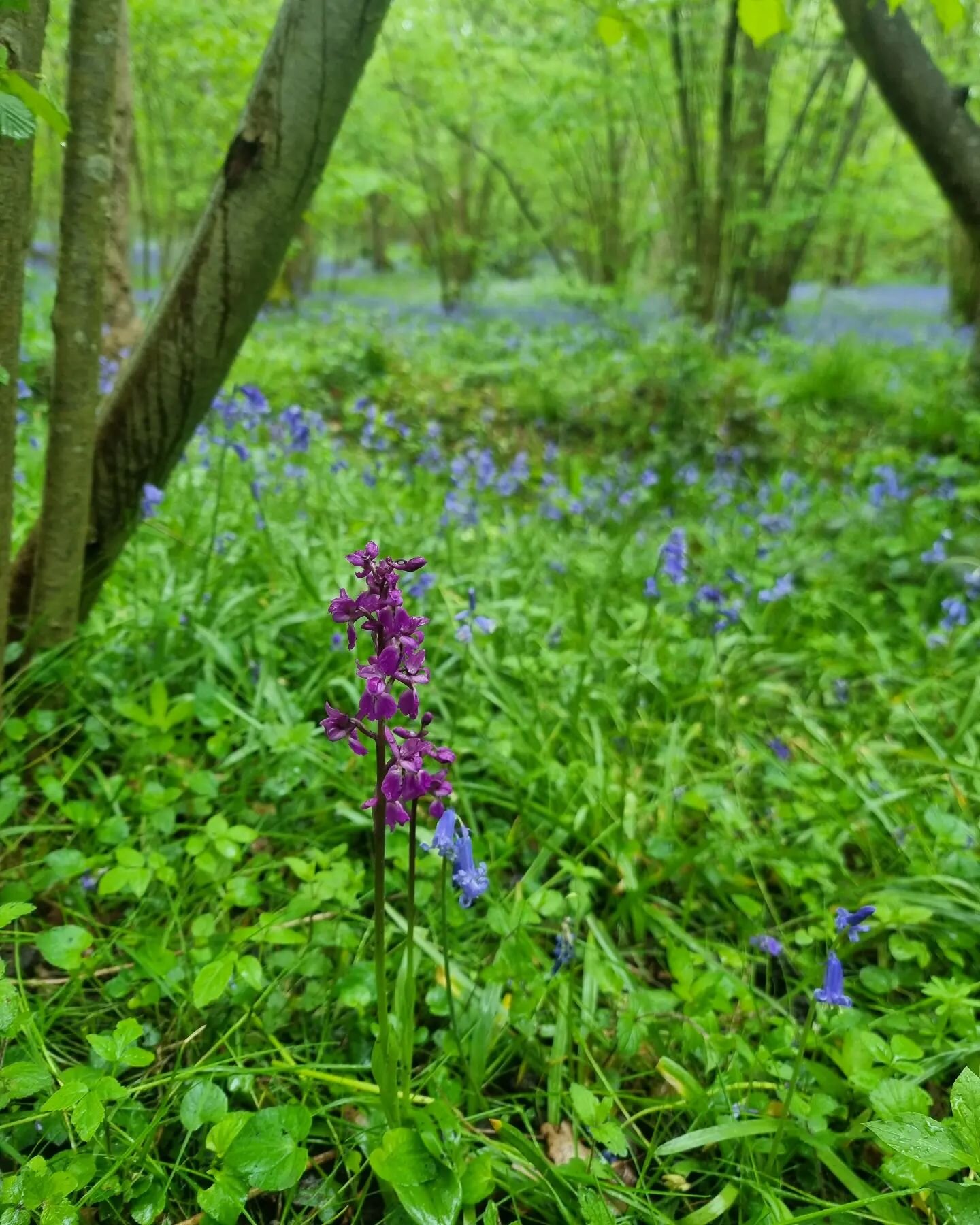 A solitary Early Purple Orchid standing guard over a sea of English bluebells.

#spring #flowers #woodland #Orchid #bluebells #bluebellwoods