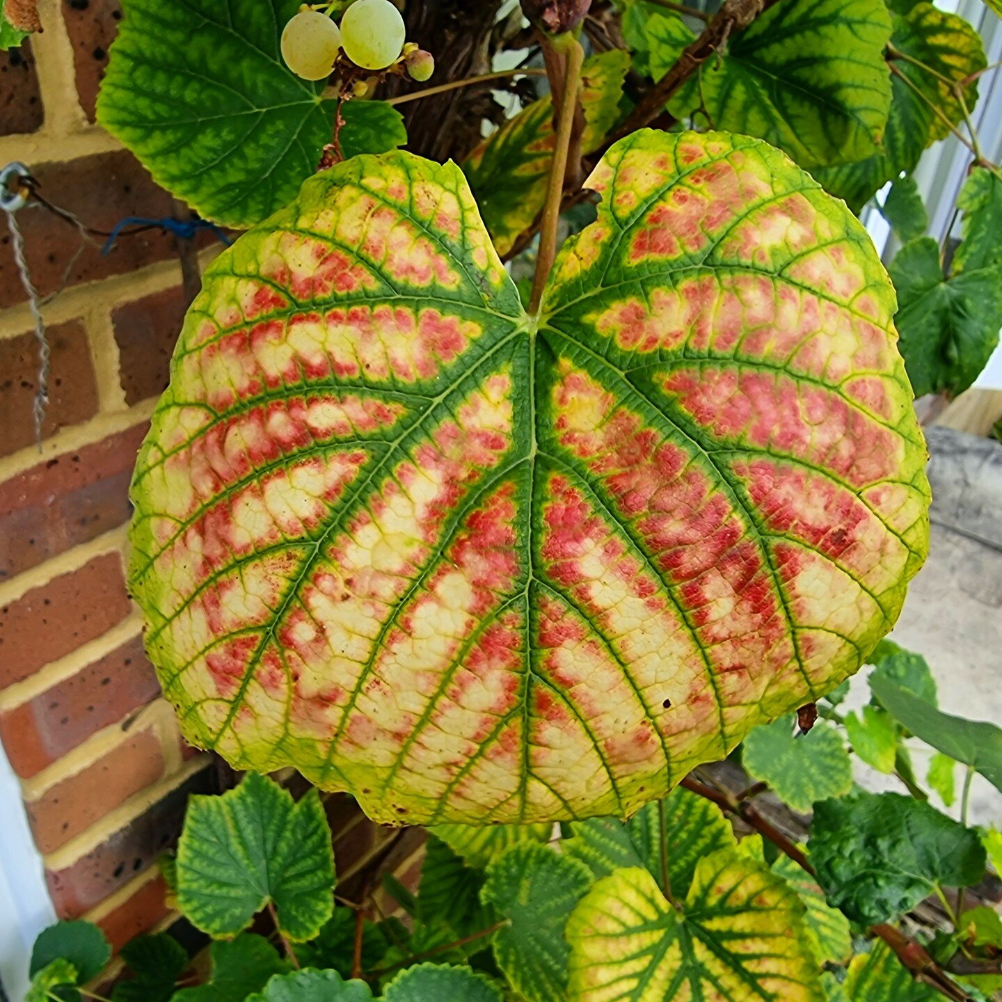 Amazing colour contrast and patterns on this (grape)vine leaf as it readies itself for autumn.
