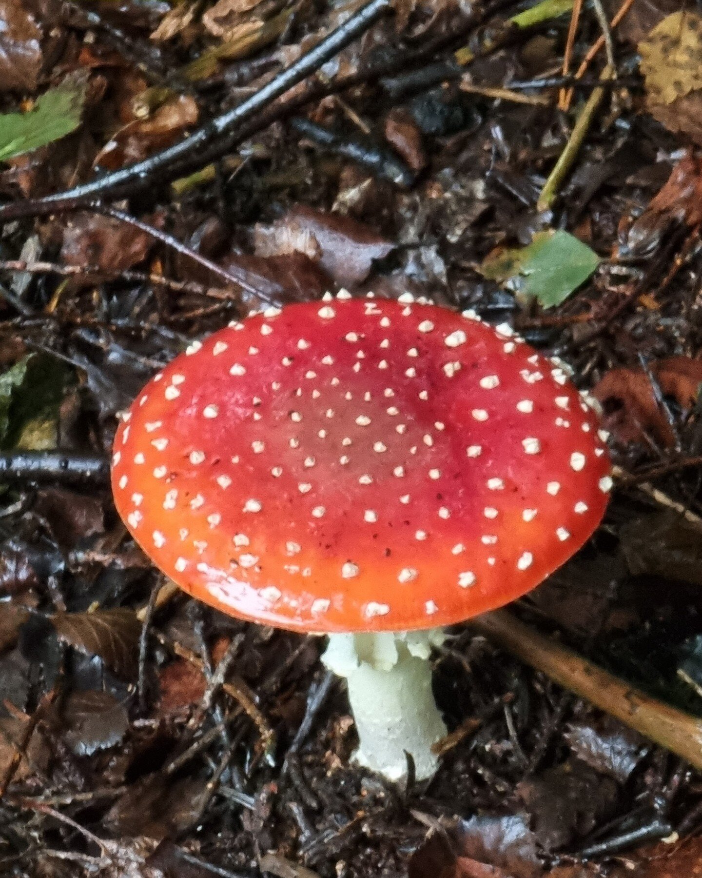 Came across this stunning beauty this morning whilst walking the dog - Fly Agaric (Amanita muscaria). Just to look at, though; NOT recommended for eating...!

(and for those of you into video games, this species is the inspiration for the Super Mushr