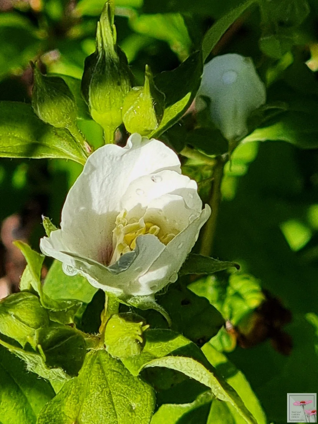 Philadelphus