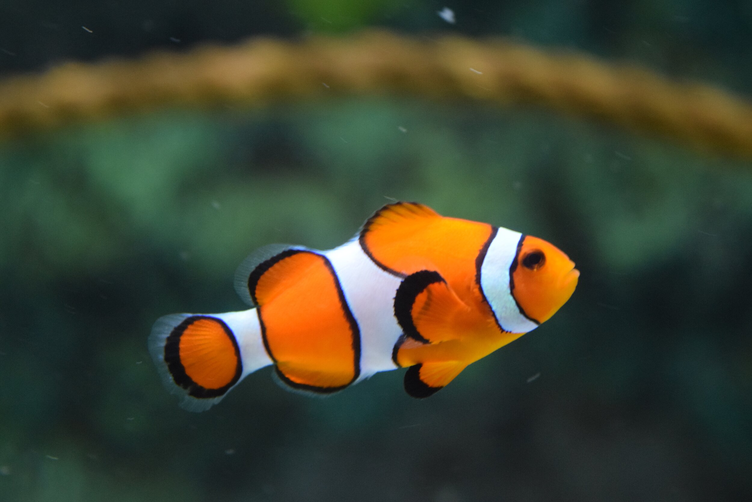 clown-fish-swimming-128756.jpg