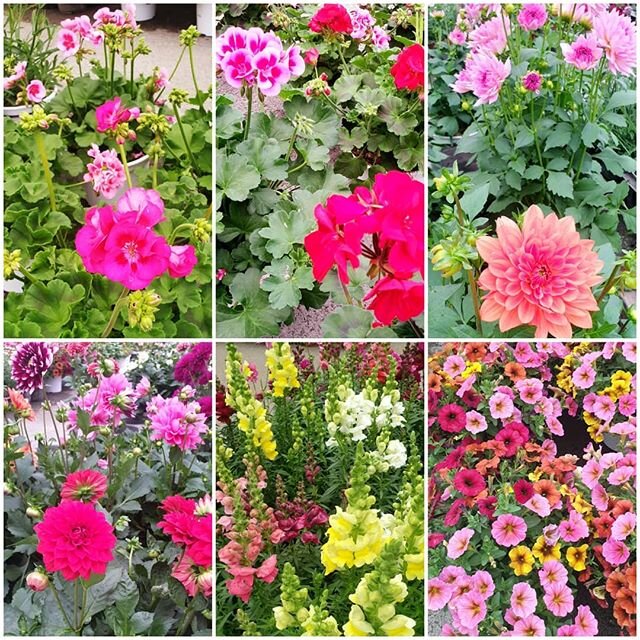 Fleurs de saisons, 
De notre production,
De belles couleurs pour remplir votre exterieur !! #geranium 
#muflier
#dahlia
#petunia ...
#chouchouter
#2moisdeculture
#farandoledecouleurs 
#jardineriedesfontaines #fleurirvotrejardin 
#fleurmoment