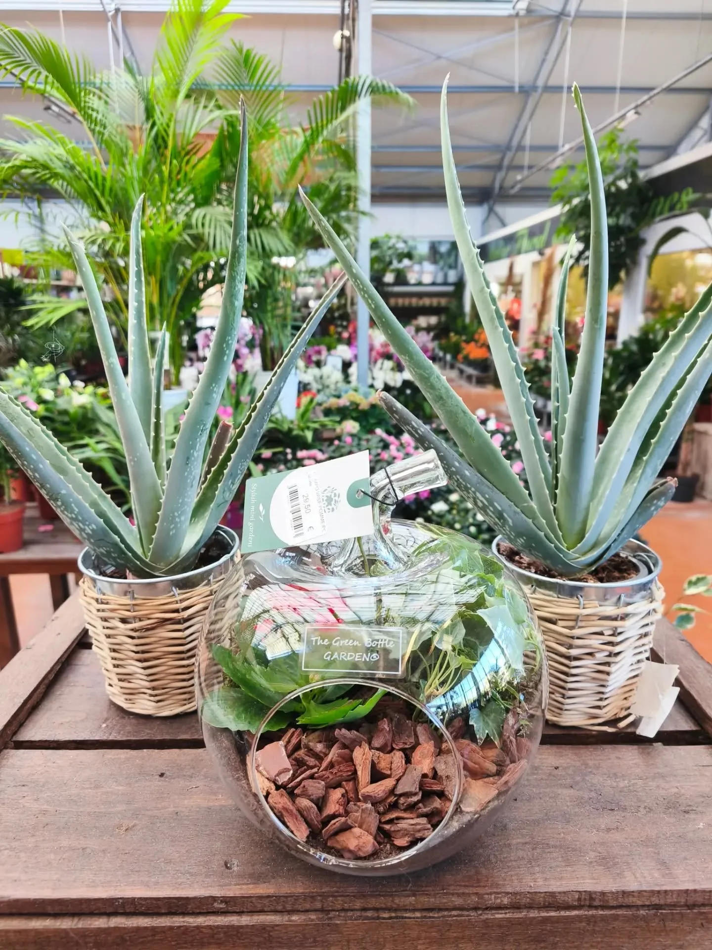🪴Bel arrivage de plantes d'int&eacute;rieur : vertes ou fleuries
💚Faites votre choix. ..
🌿 Il y en a pour tous les go&ucirc;ts, les couleurs et les prix !!
Avec la rentr&eacute;e, on a souvent Envie de changement &amp; de vert dans nos int&eacute;
