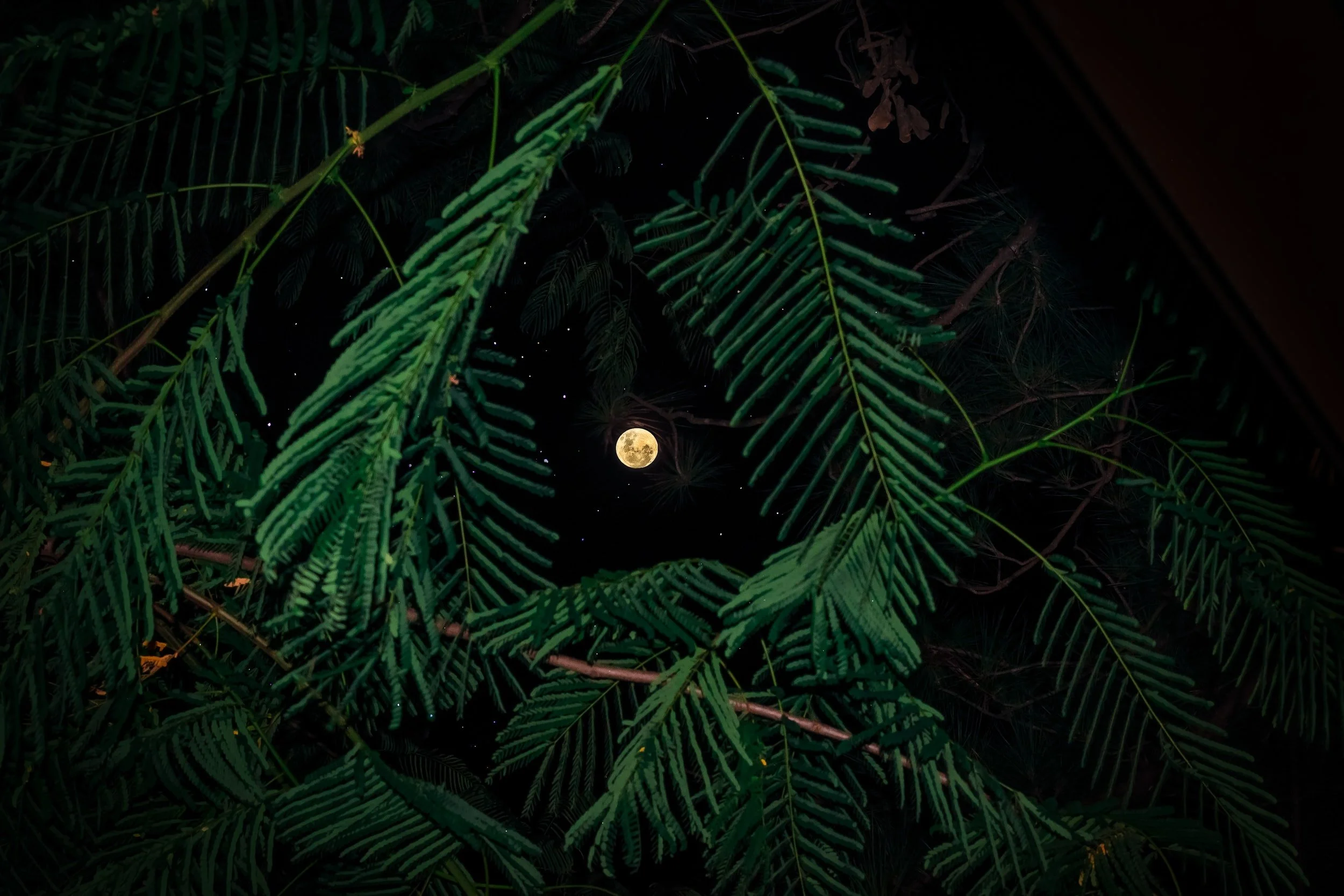 Full Moon in Aquarius - August 11th, 2022