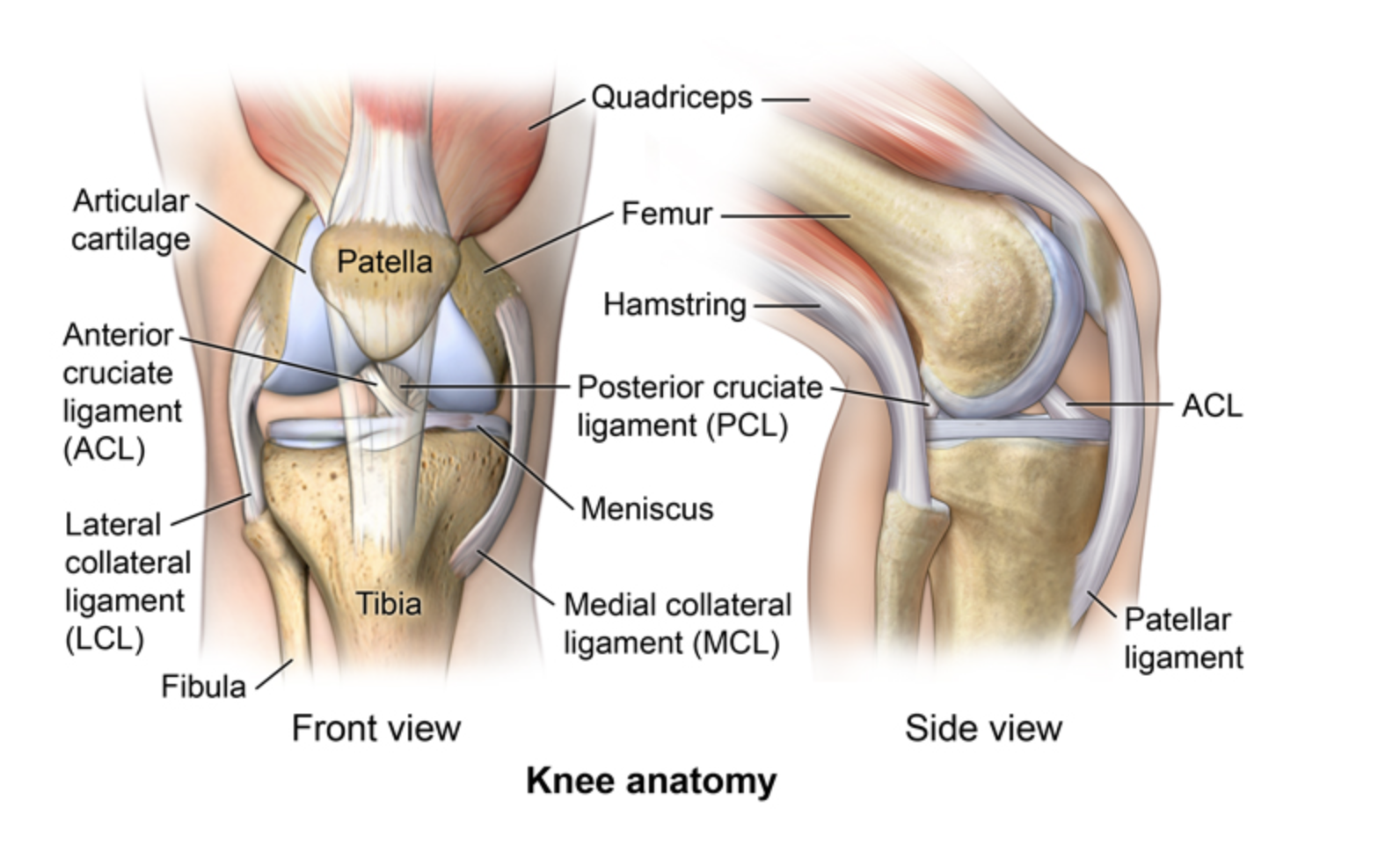 Как устроено колено. Строение мышц колена спереди. Вид спереди коленного сустава симптомы. Строение колена у человека спереди. Связки надколенника на рентгене.
