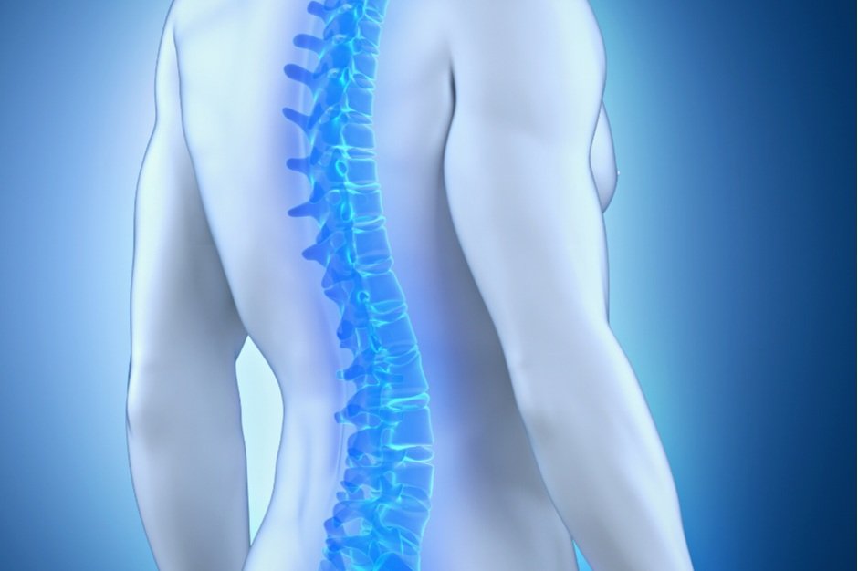 Blog  The Basics of Back Pain and Spinal Anatomy