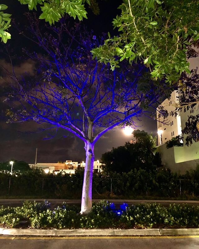 Magic of nature and lighting in harmony #motherearth #lightingdesigns #inspiration #southbeachmiami