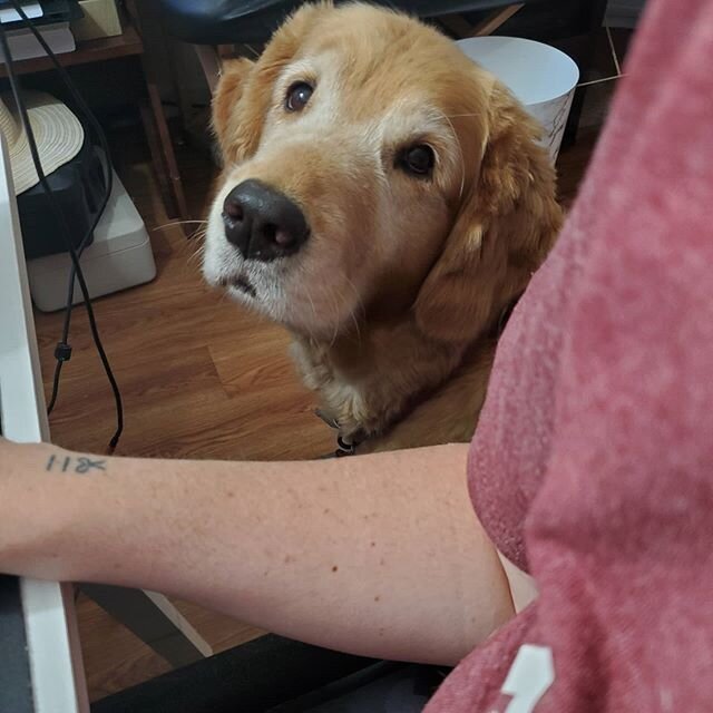 CoHost and Service Dog, Macy 🤍 Letting us all know it is time to stop working. Happy weekend everyone!! Get your needed rest and play out of you. And don't forget to smile! Even just for a moment. 😉🤍 #servicedog #helpingpaws #goldenretriever