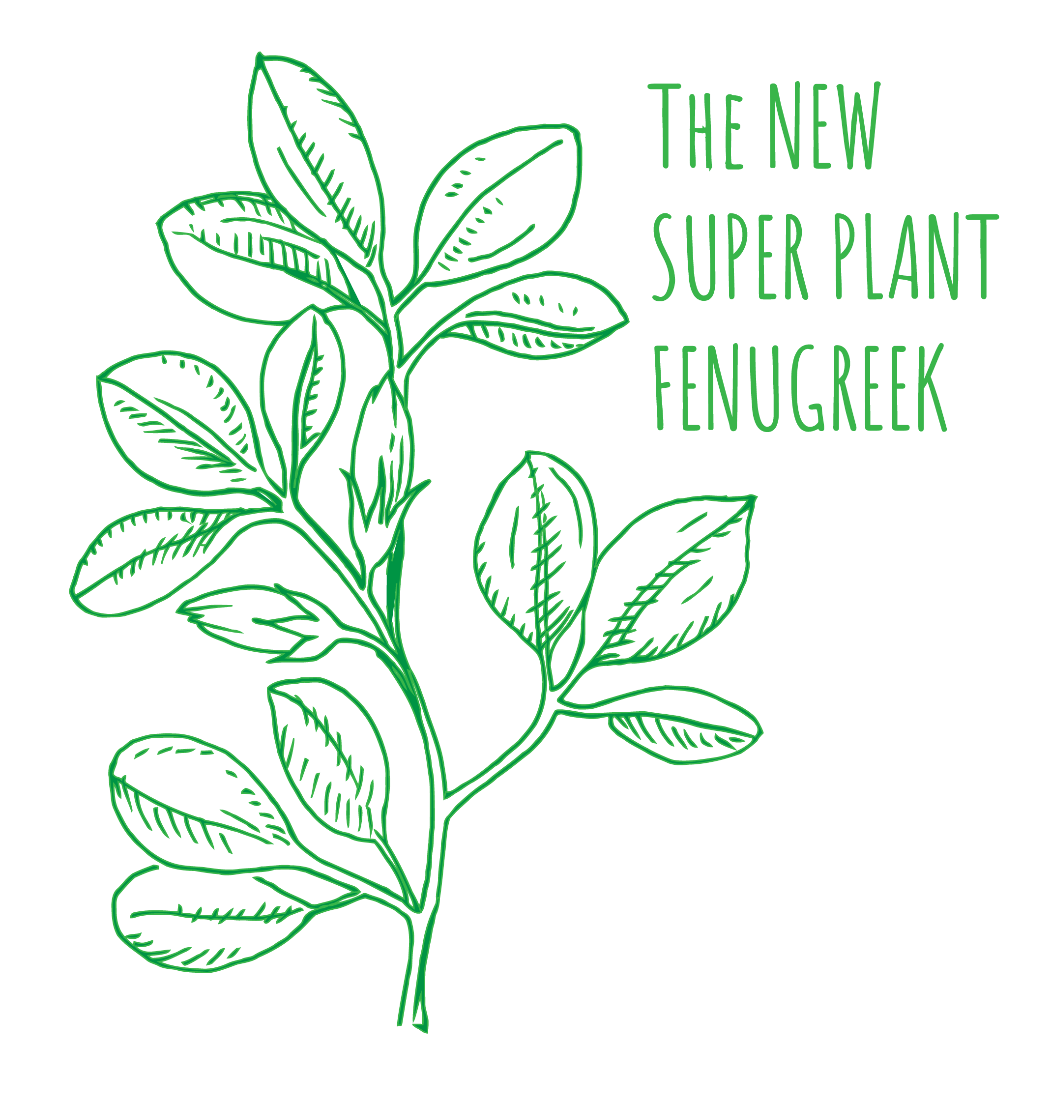 Fenugreek the New Super Plant for heartburn relief