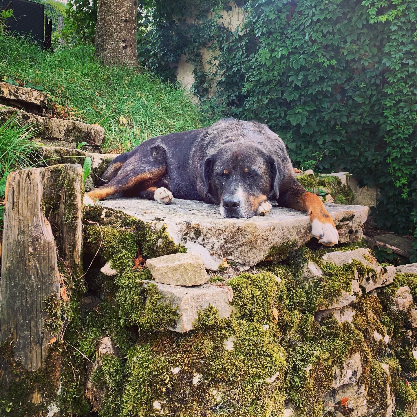 Comme Tschaupi 🐕, nous avons fait une petite pause estivale 😎 sur nos r&eacute;seaux sociaux. 
.
.
.
.
.
.
.
.
.
.
.
.
.
#fermelavaux