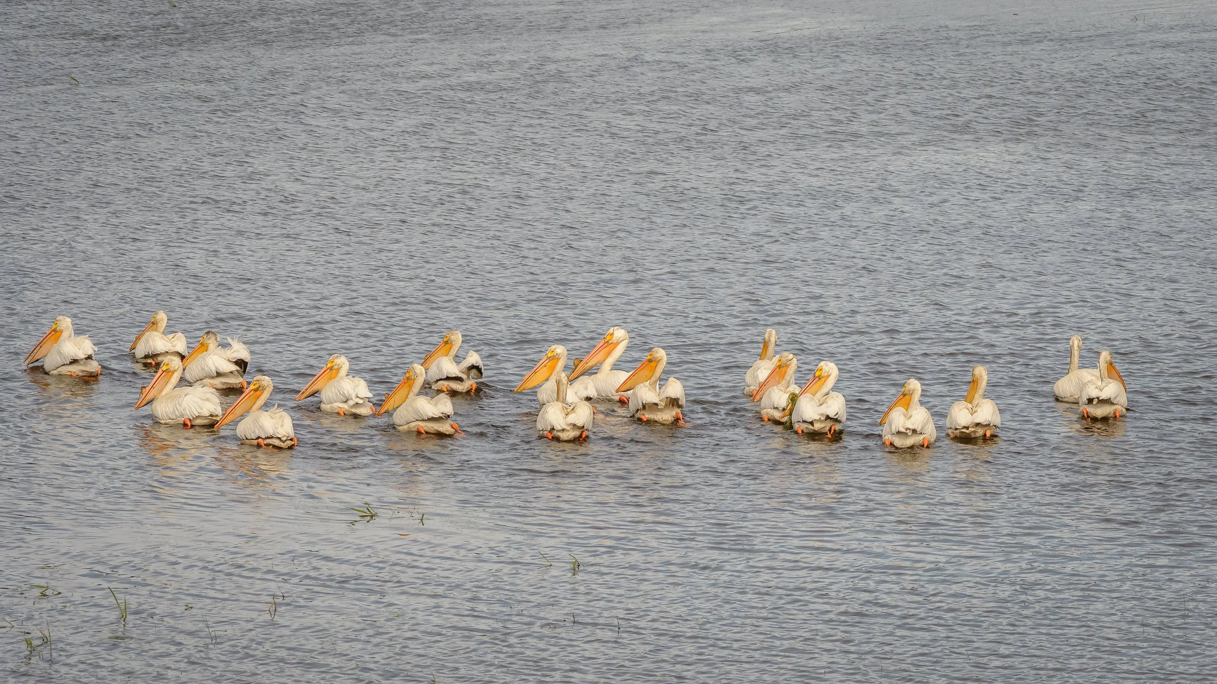 American White Pelicans