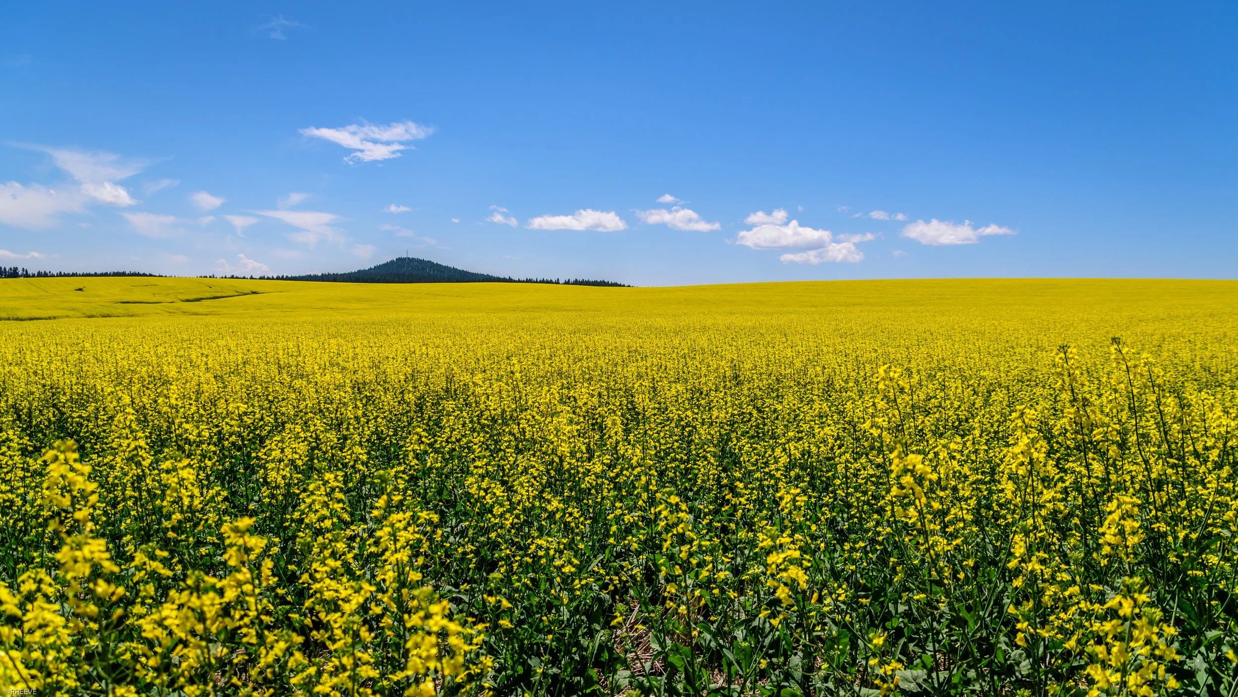 Camas Prairie Field