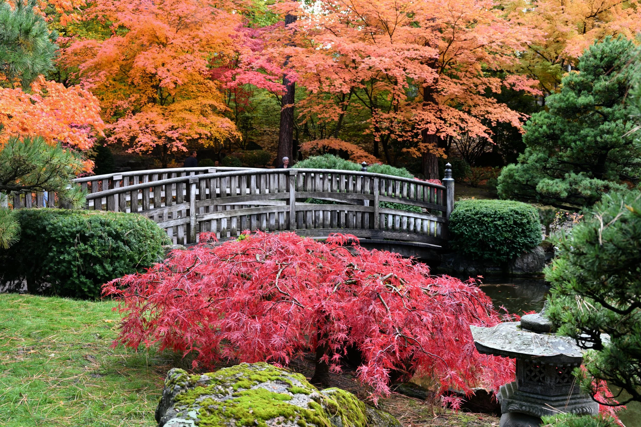 Japanese Gardens in Fall