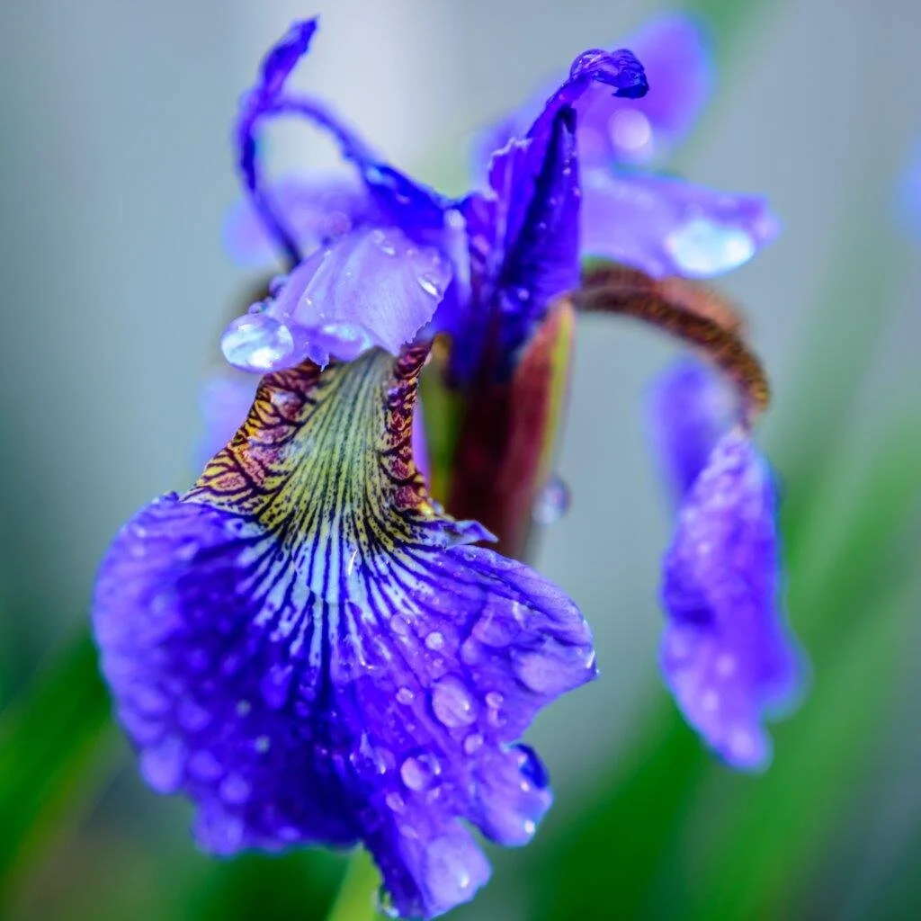 Iris with water drops.jpg