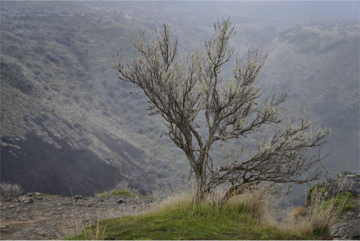 A Celtic Weaving Prayer for Peace