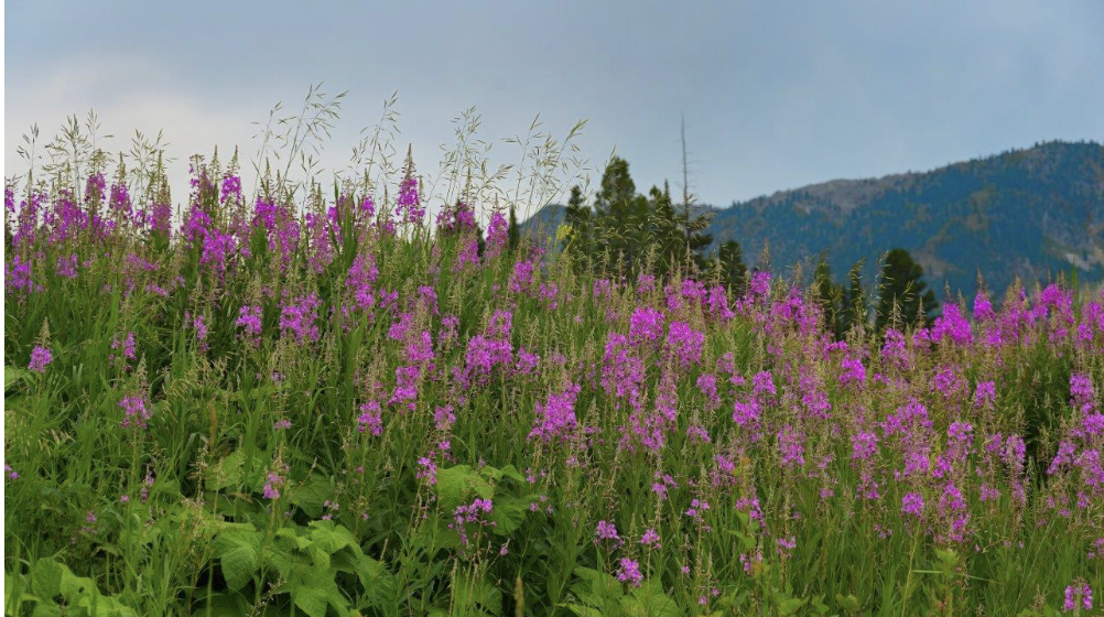 Monday Moment                              Consider the Wildflowers