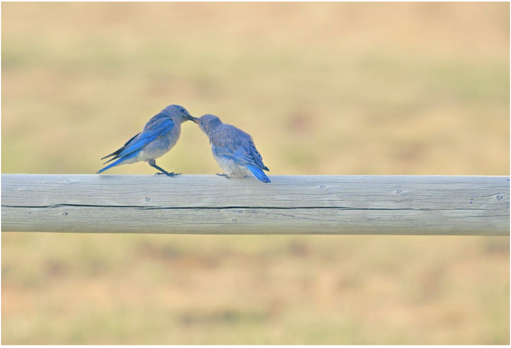 Thursday Thoughts                                        The Birds and the Beasts Were There