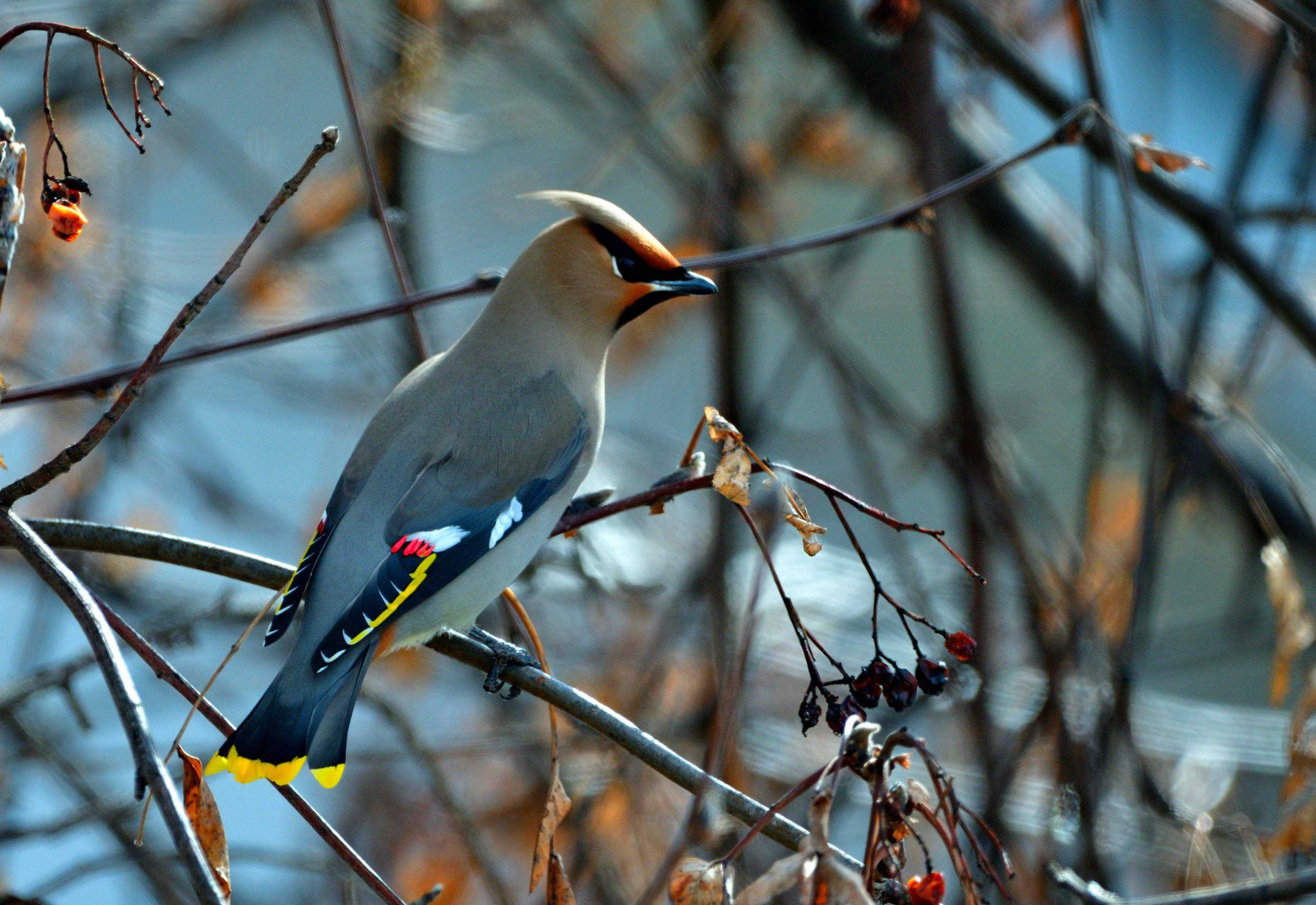 Cedar Waxwing in Full Color