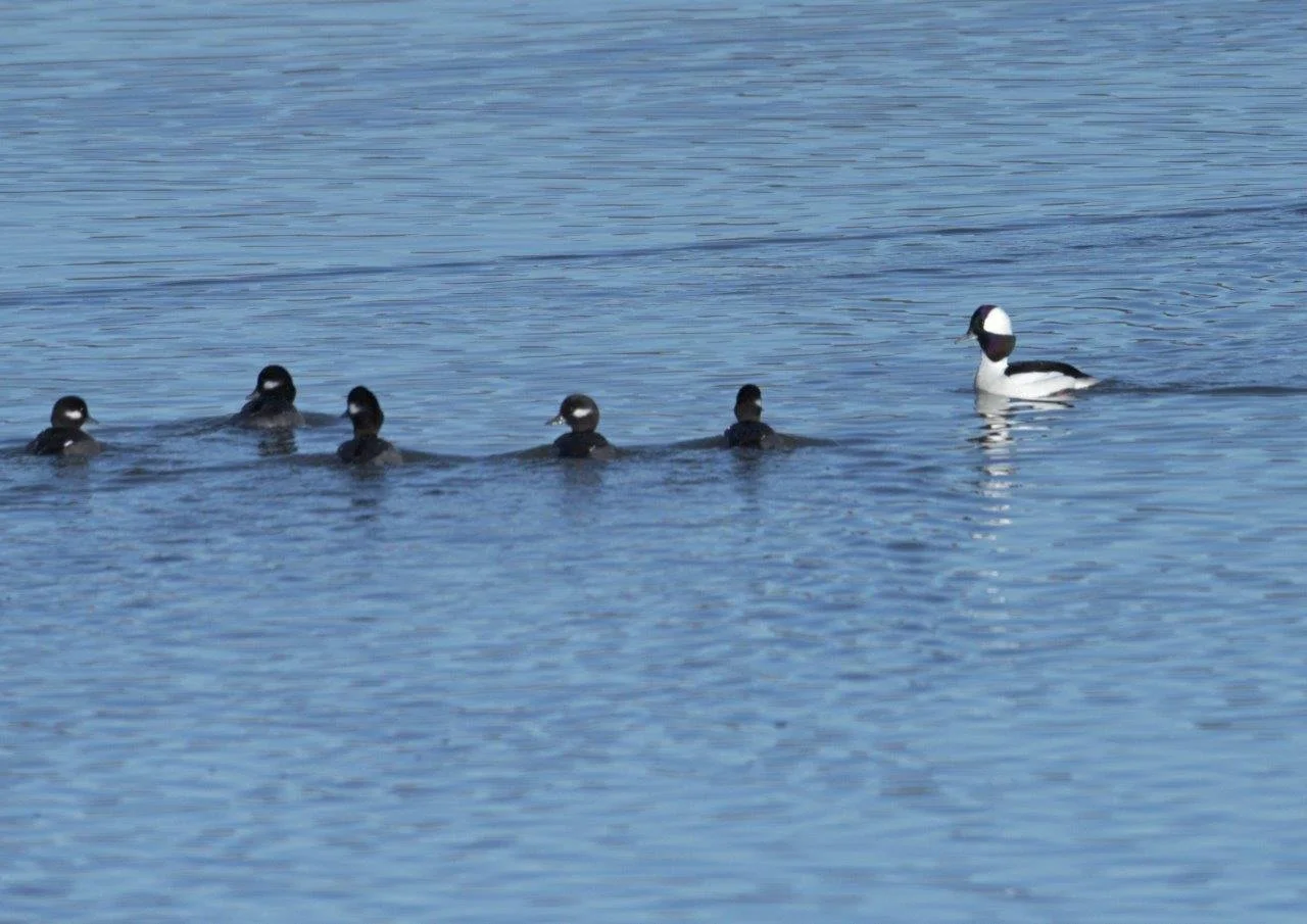 Merganser Family