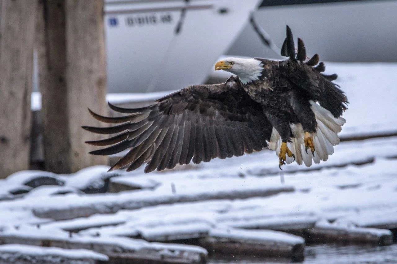 Eagle Swooping in for a Fish