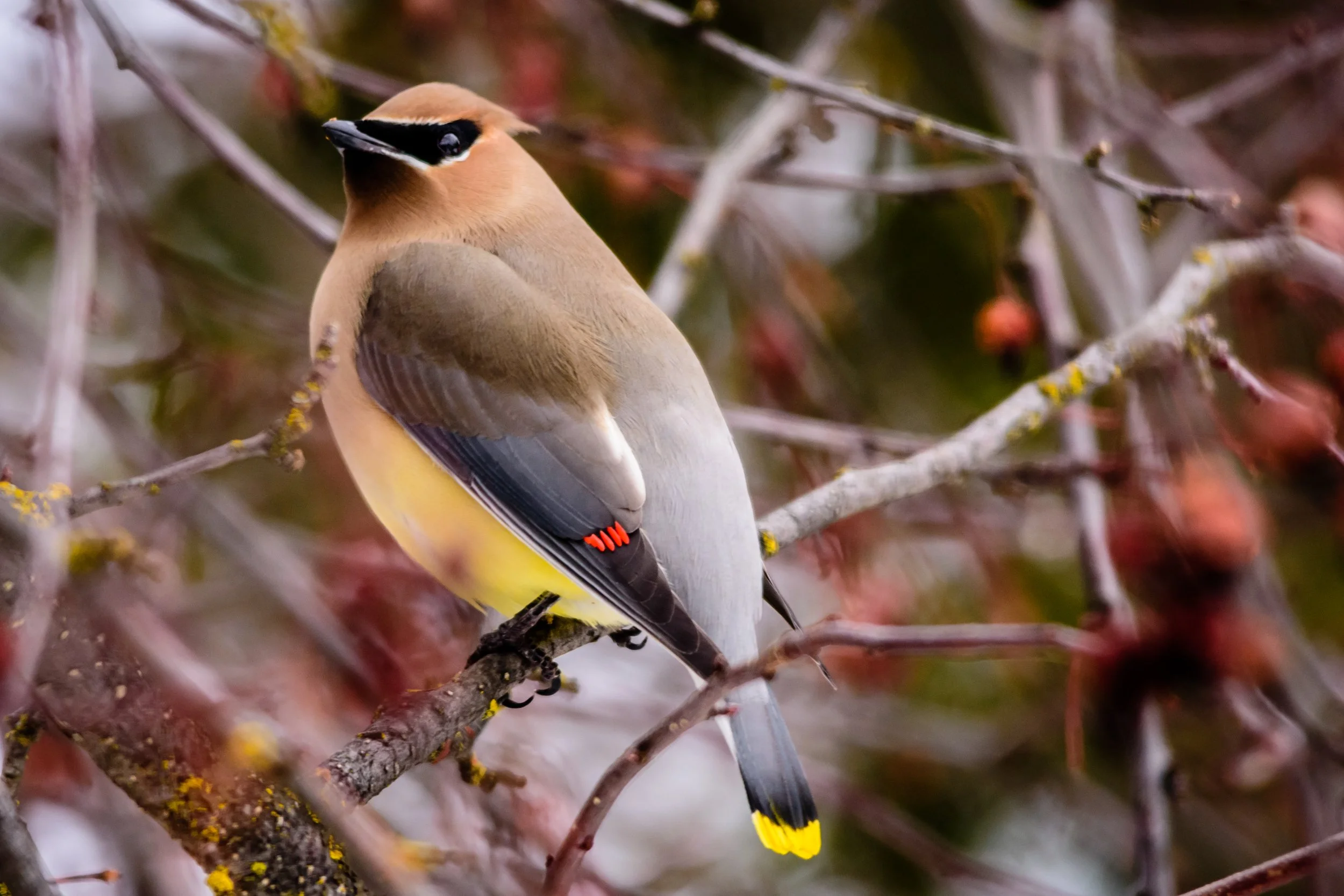 Cedar Waxwing Shows Plumage