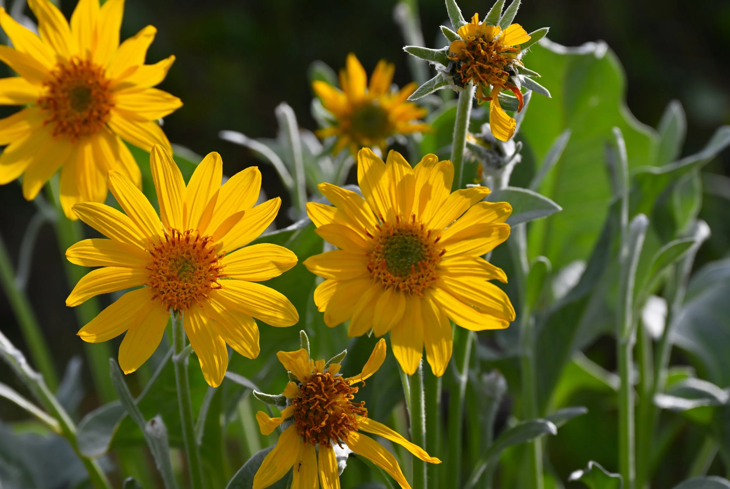 Arrowleaf Balsamroot