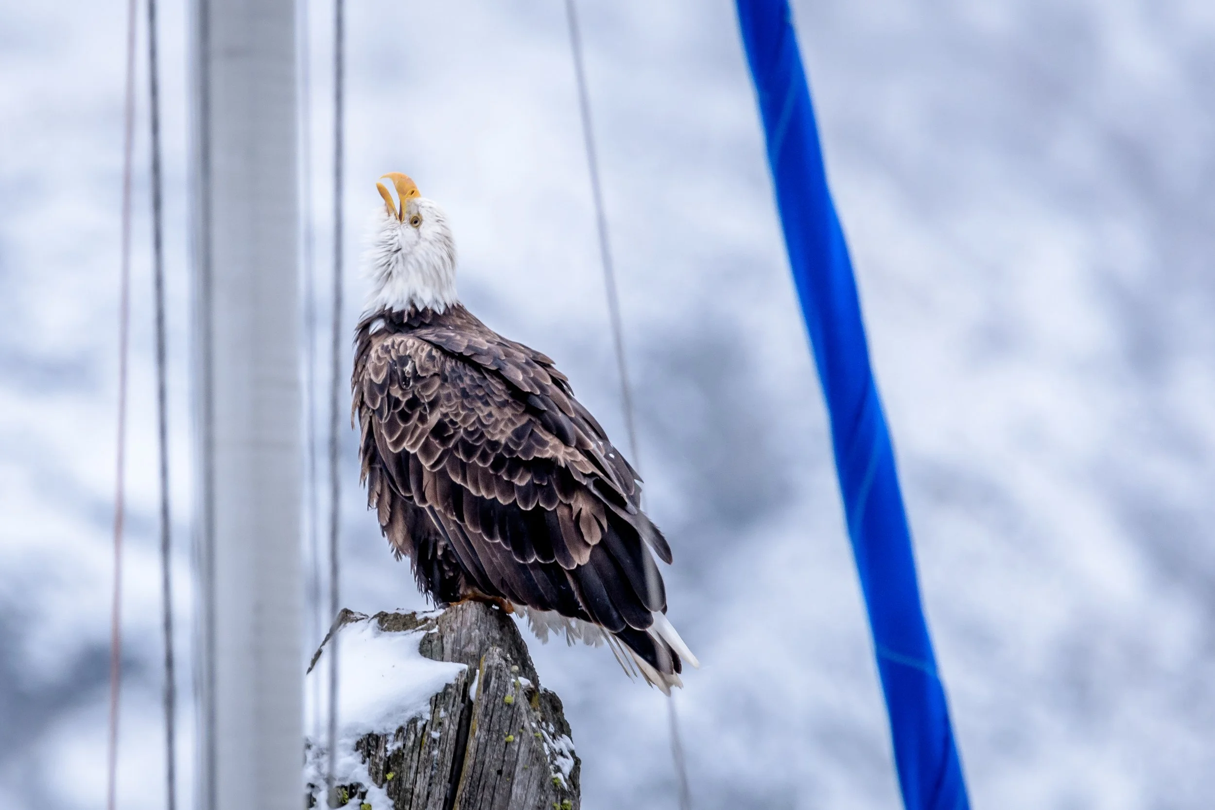 Bald Eagle on a Pylon