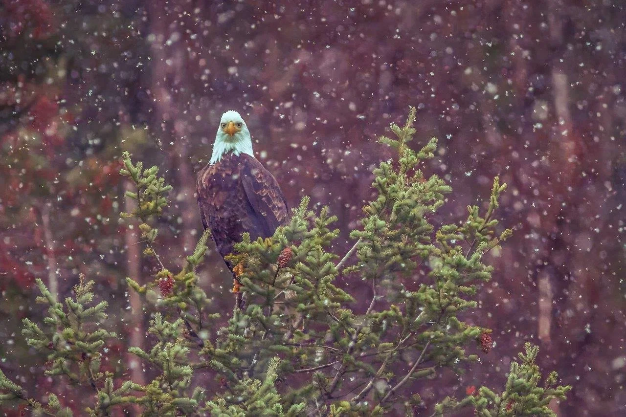 Eagle in the Snow