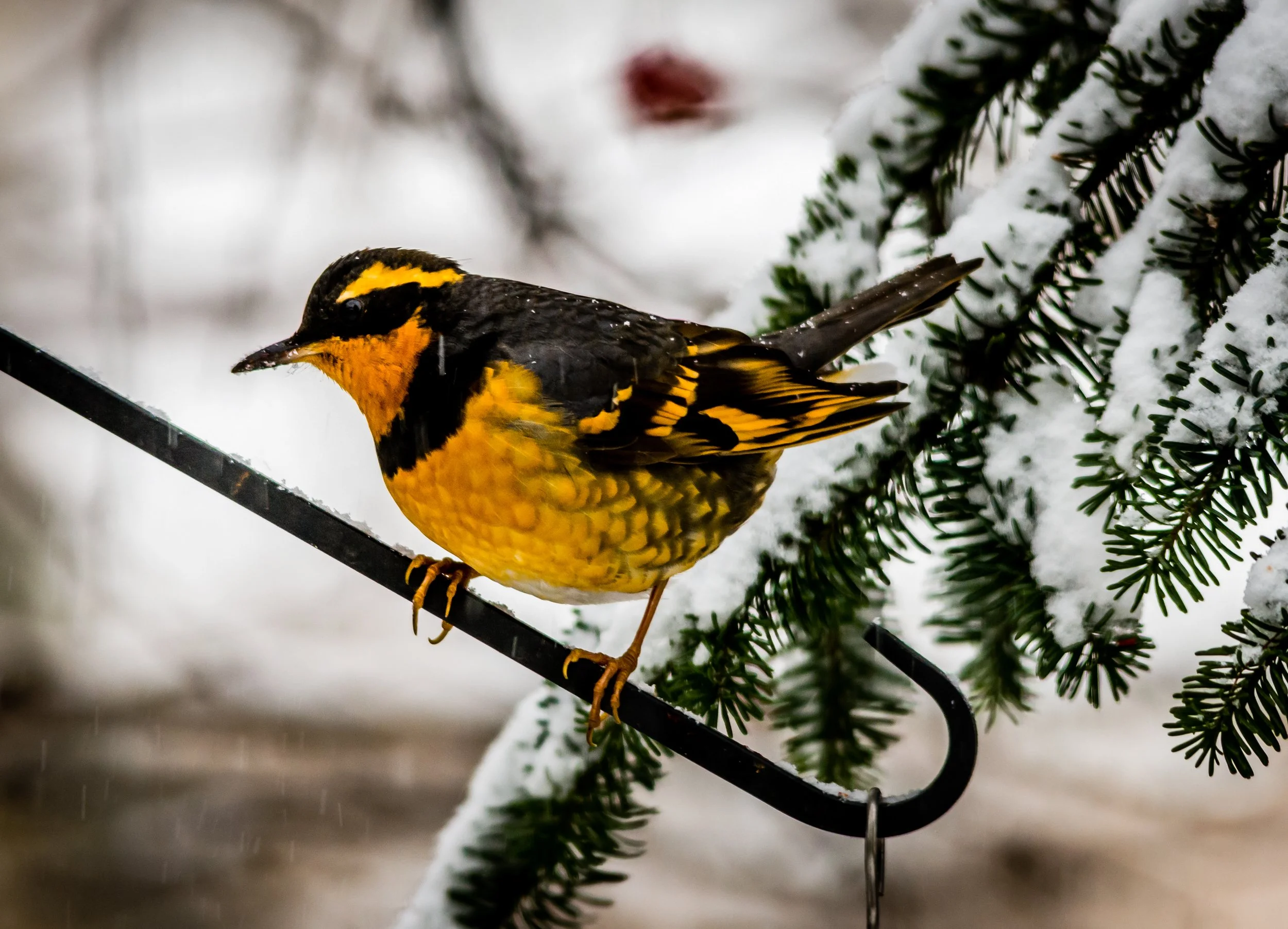 Varied Thrush Pays a Visit