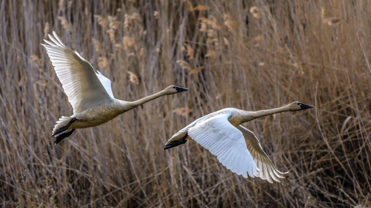 Swans in Flight