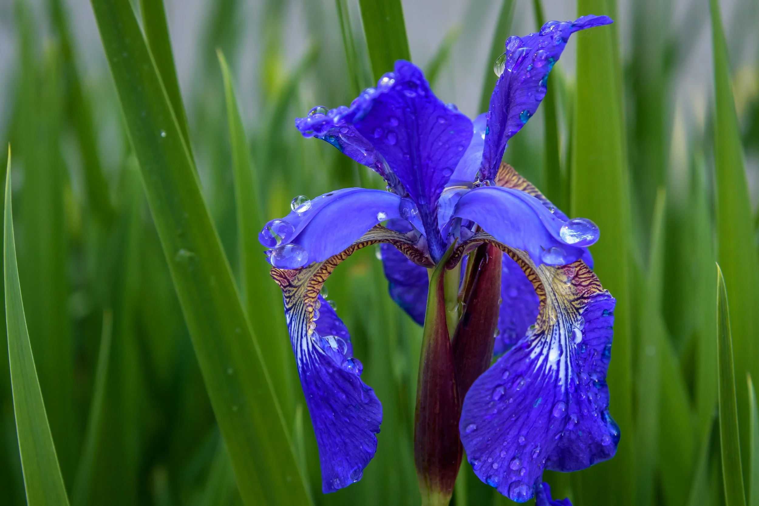Japanese Iris