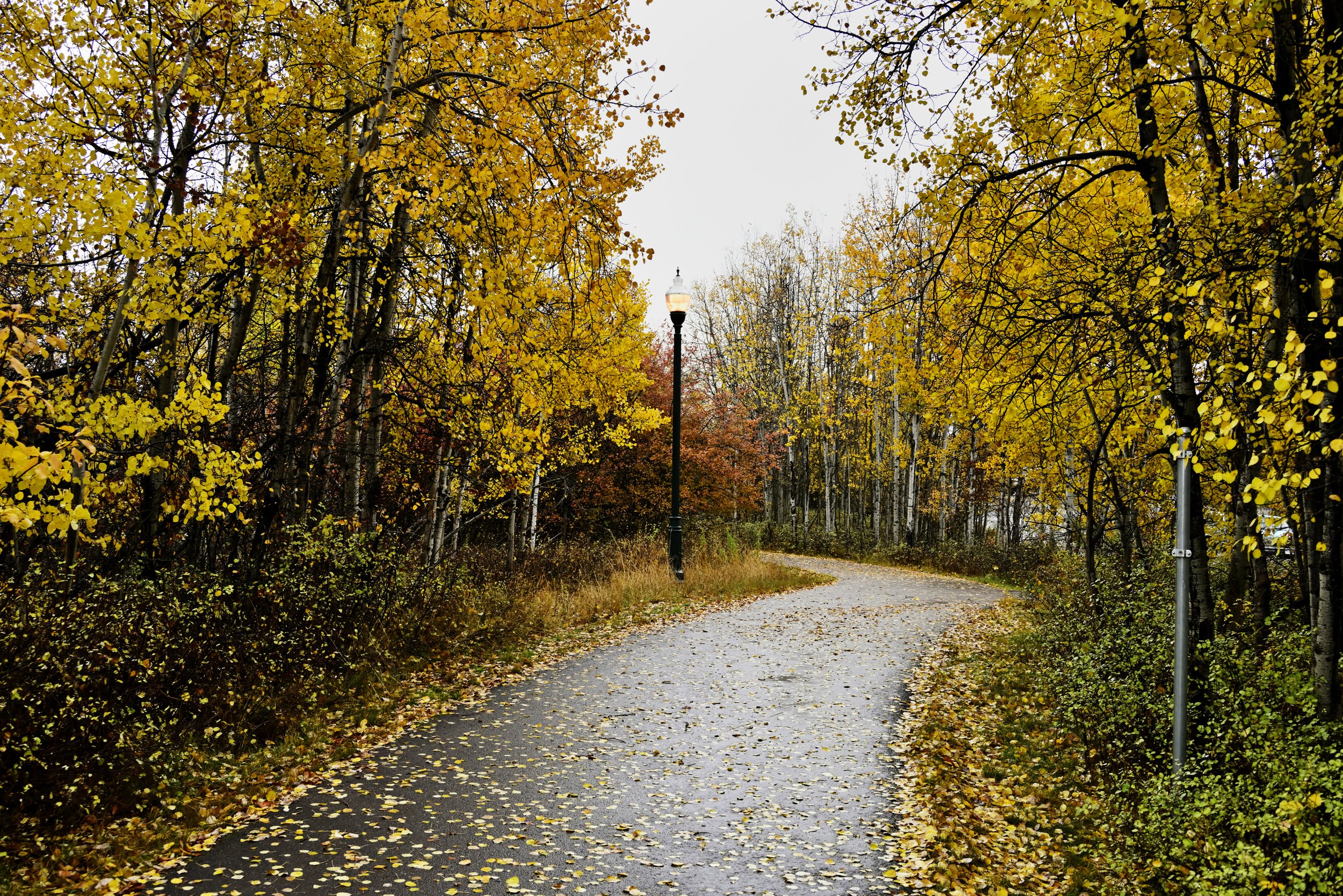 A Path Through the Woods