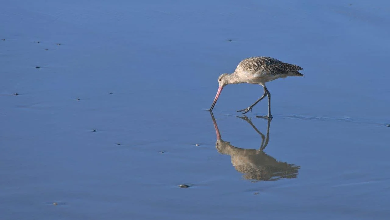 Sandpiper Looking for Breakfast