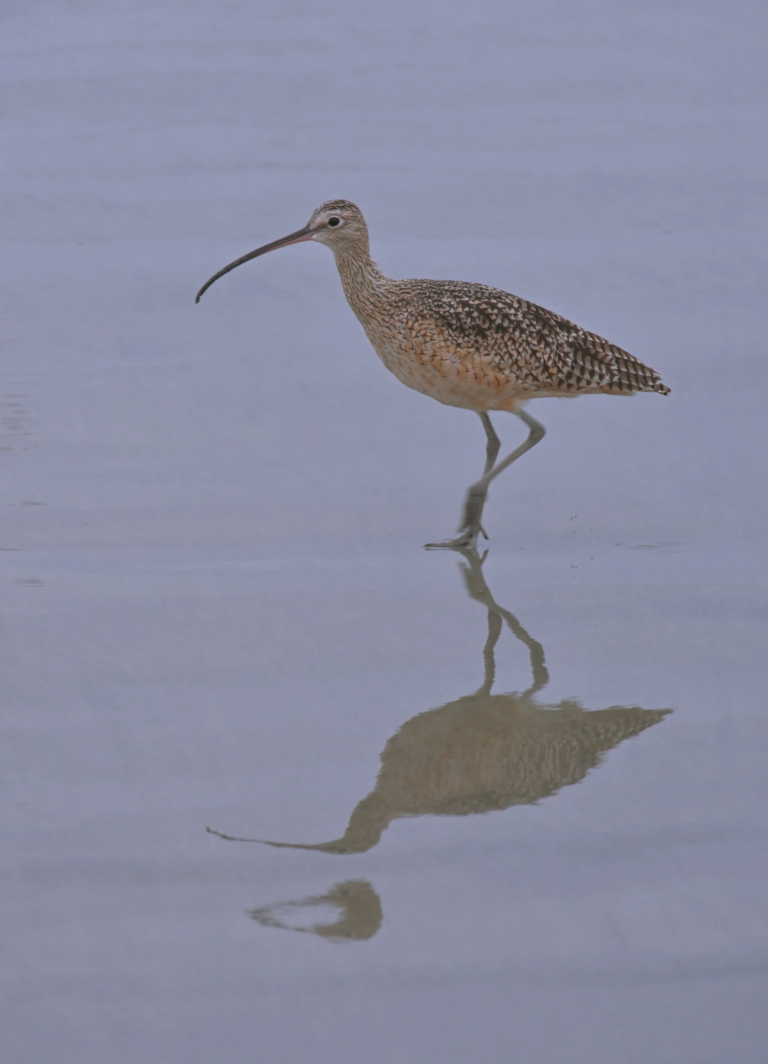 Marbled Godwit Reflection