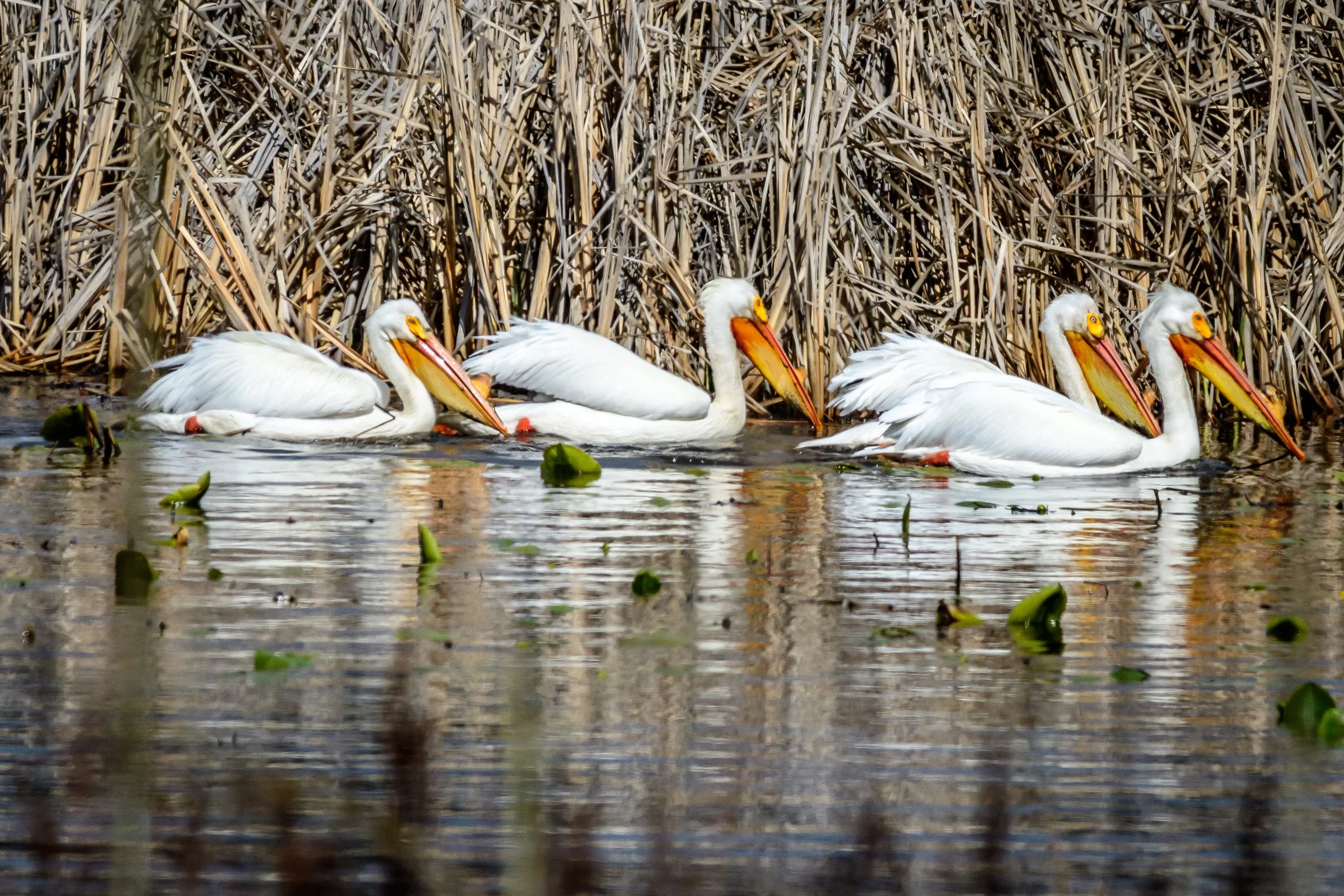 American White Pelicans 2