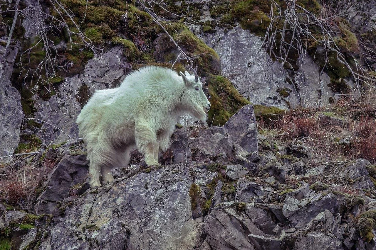 Mtn Goat near Bayview