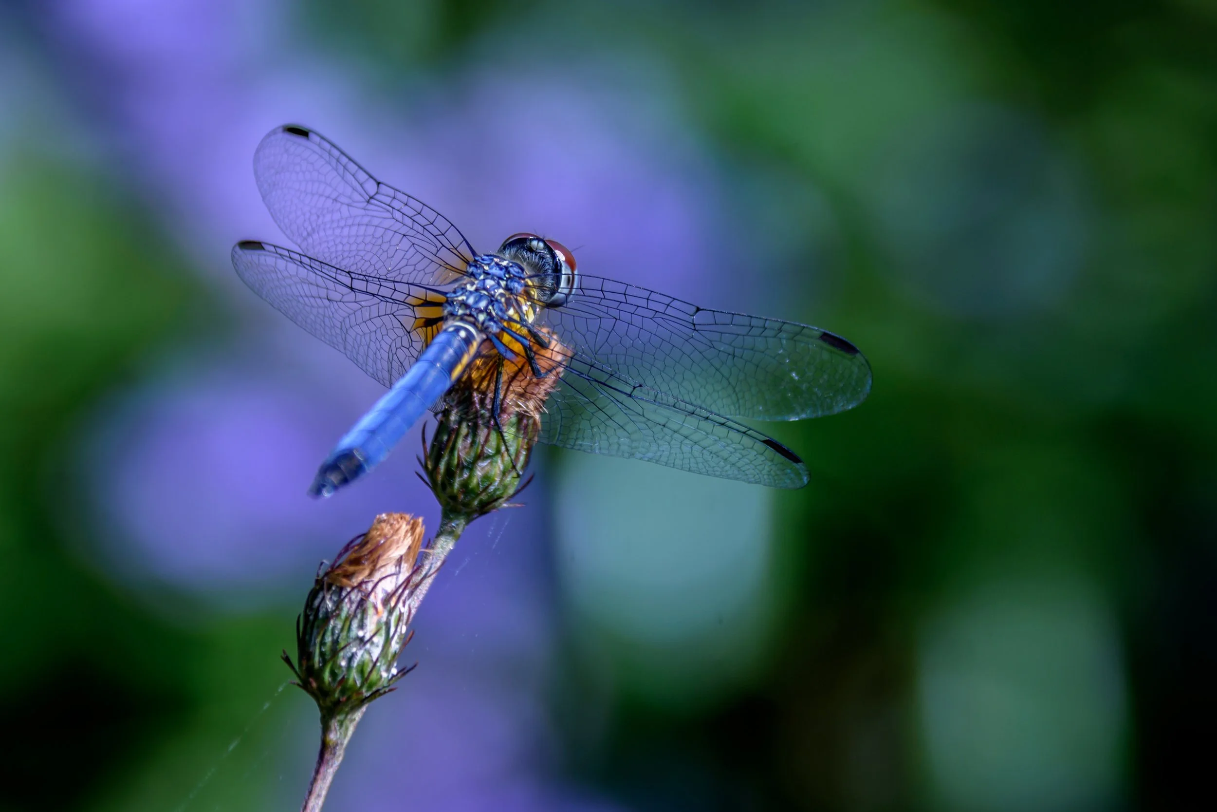 Dragonfly 1