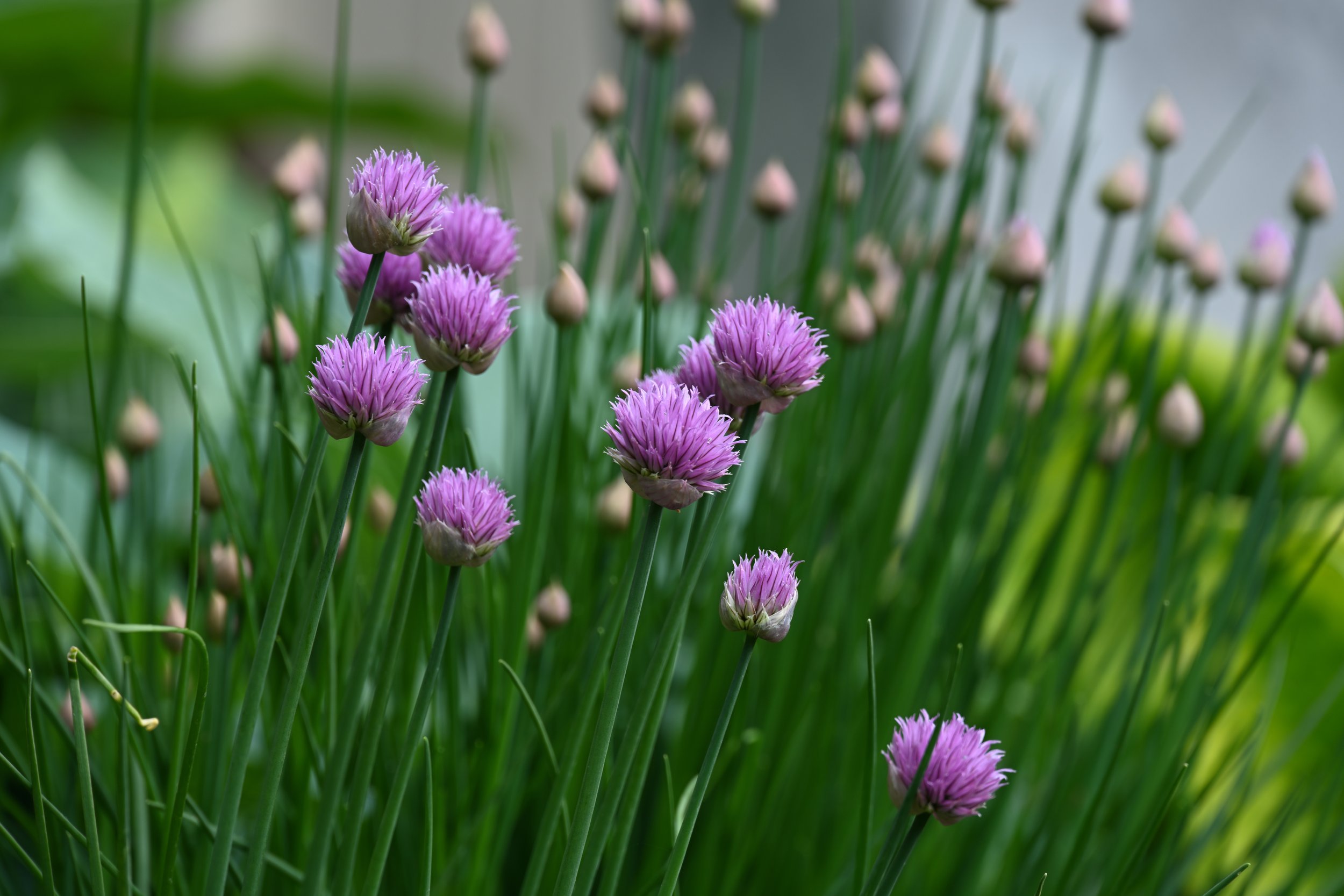 Backyard Chives