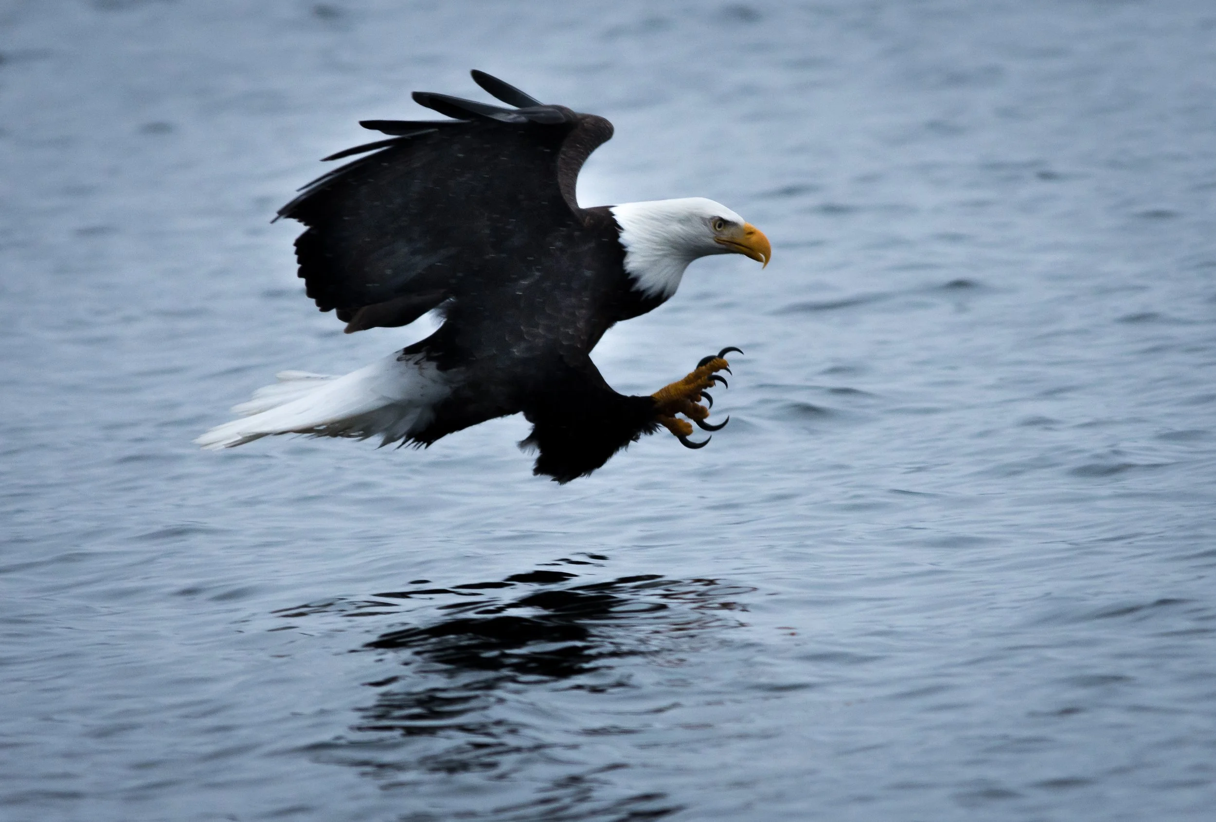 Bald Eagle Fishing in Lake CDA