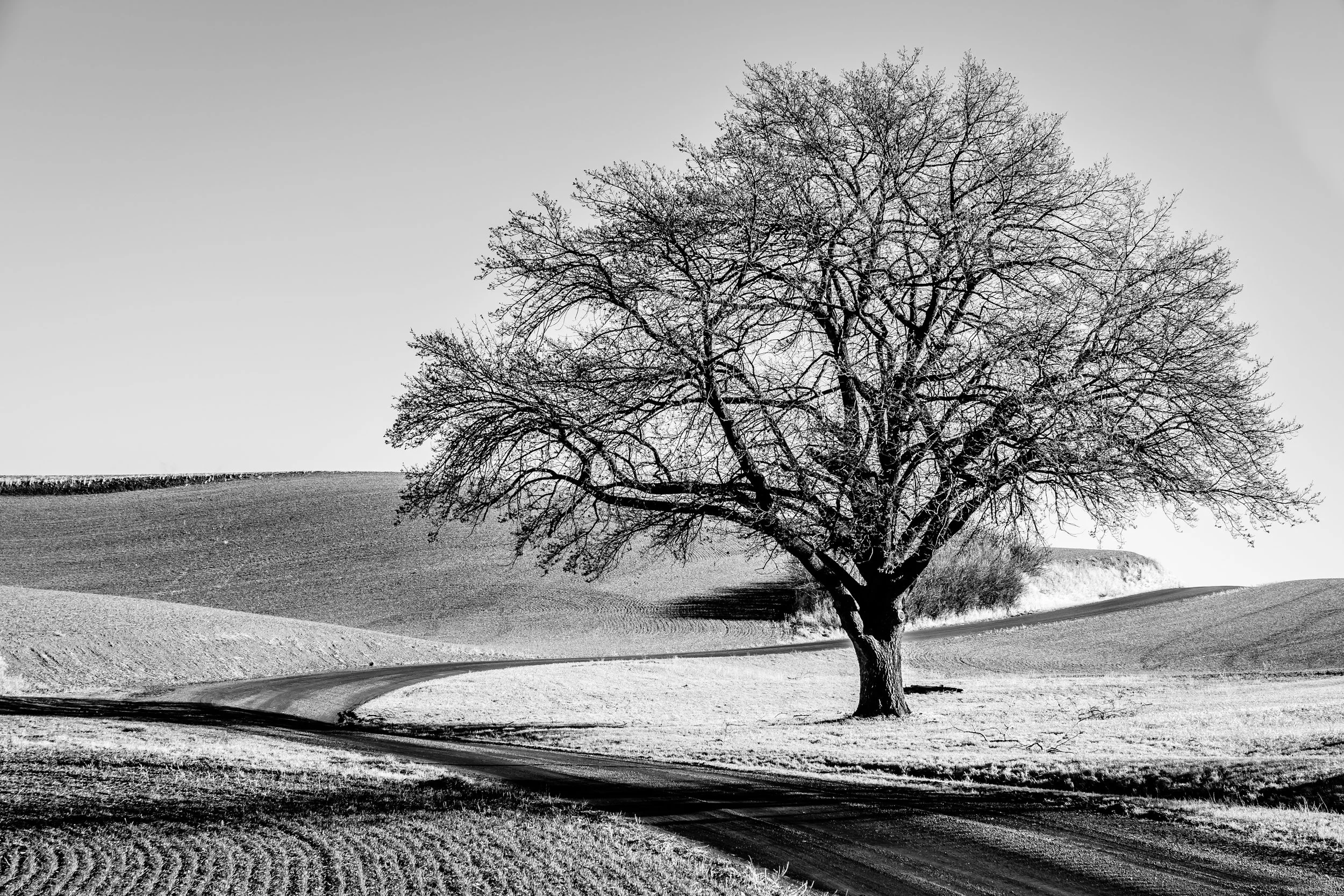 Late Fall on the Palouse