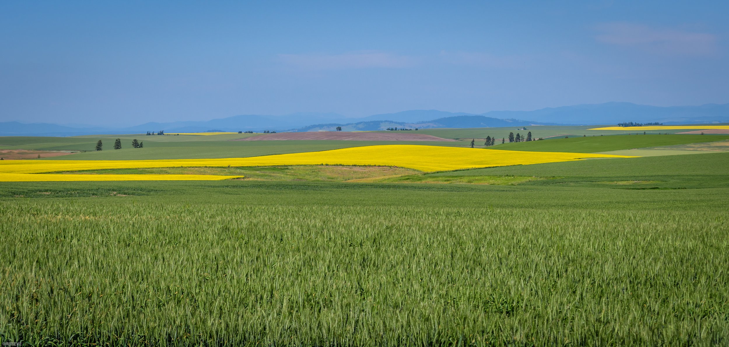 Early Spring Camas Prairie