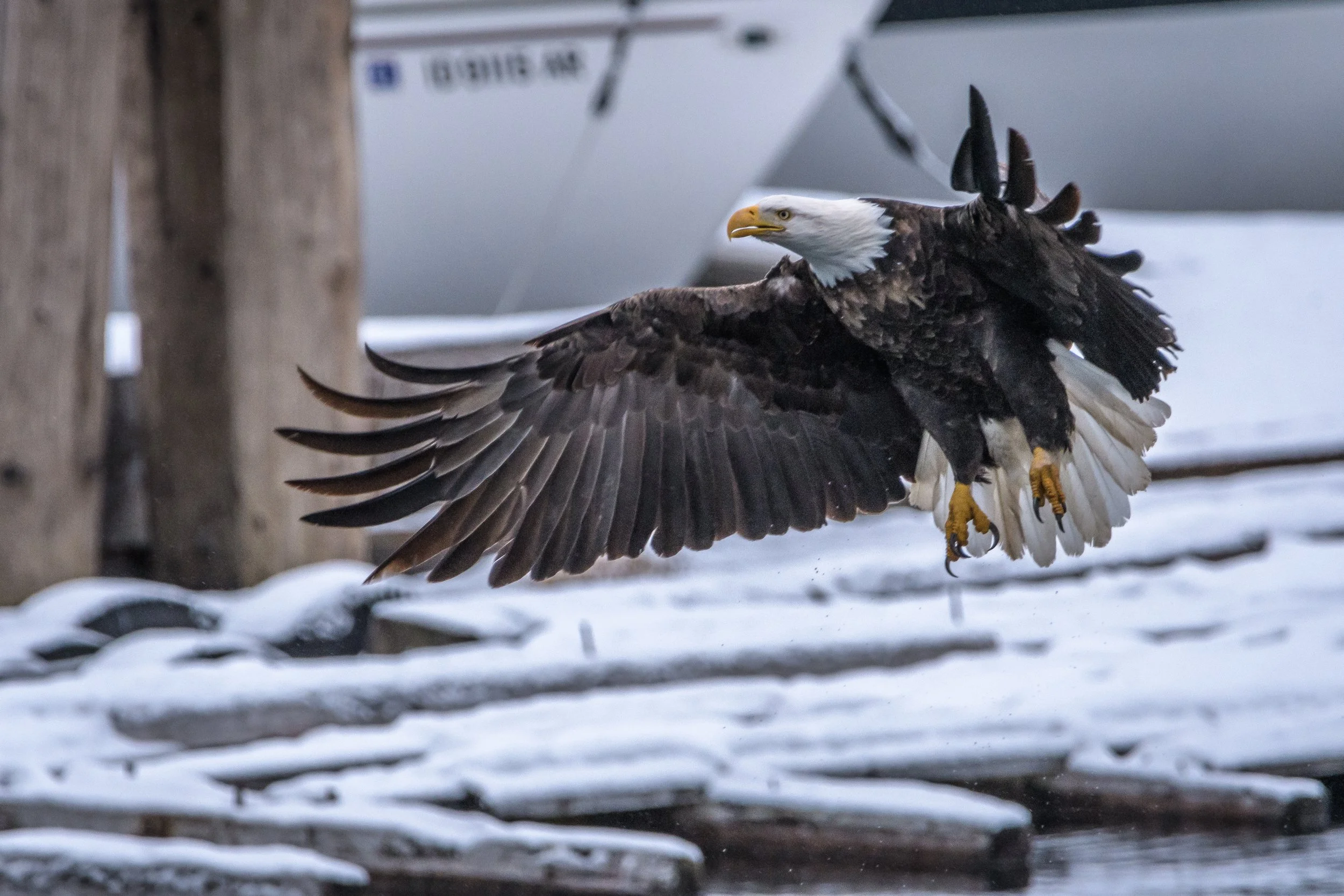 Bald Eagle Comin in for a Fish